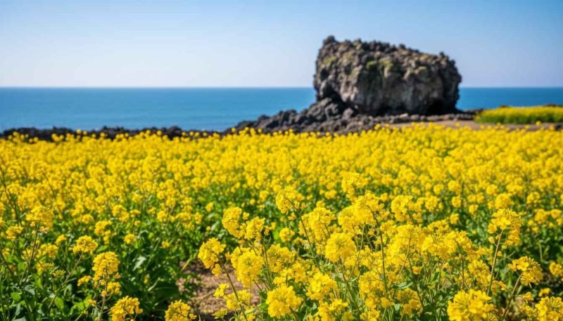 best places to visit in south korea during summer